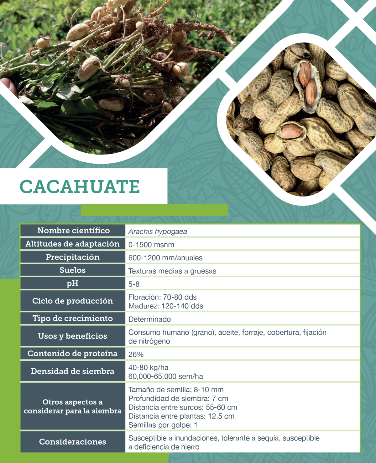 Cacahuate. Ficha agronómica.