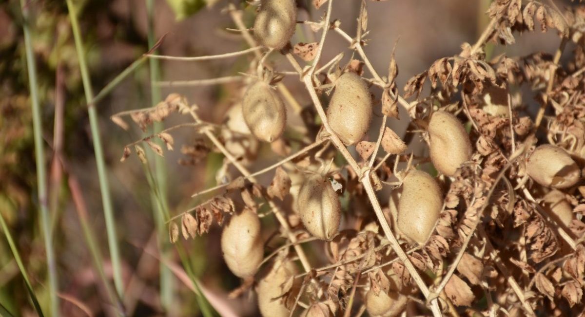 Detalle de una planta de garbanzo cercana a la cosecha. (Foto: Fernando Morales / CIMMYT)