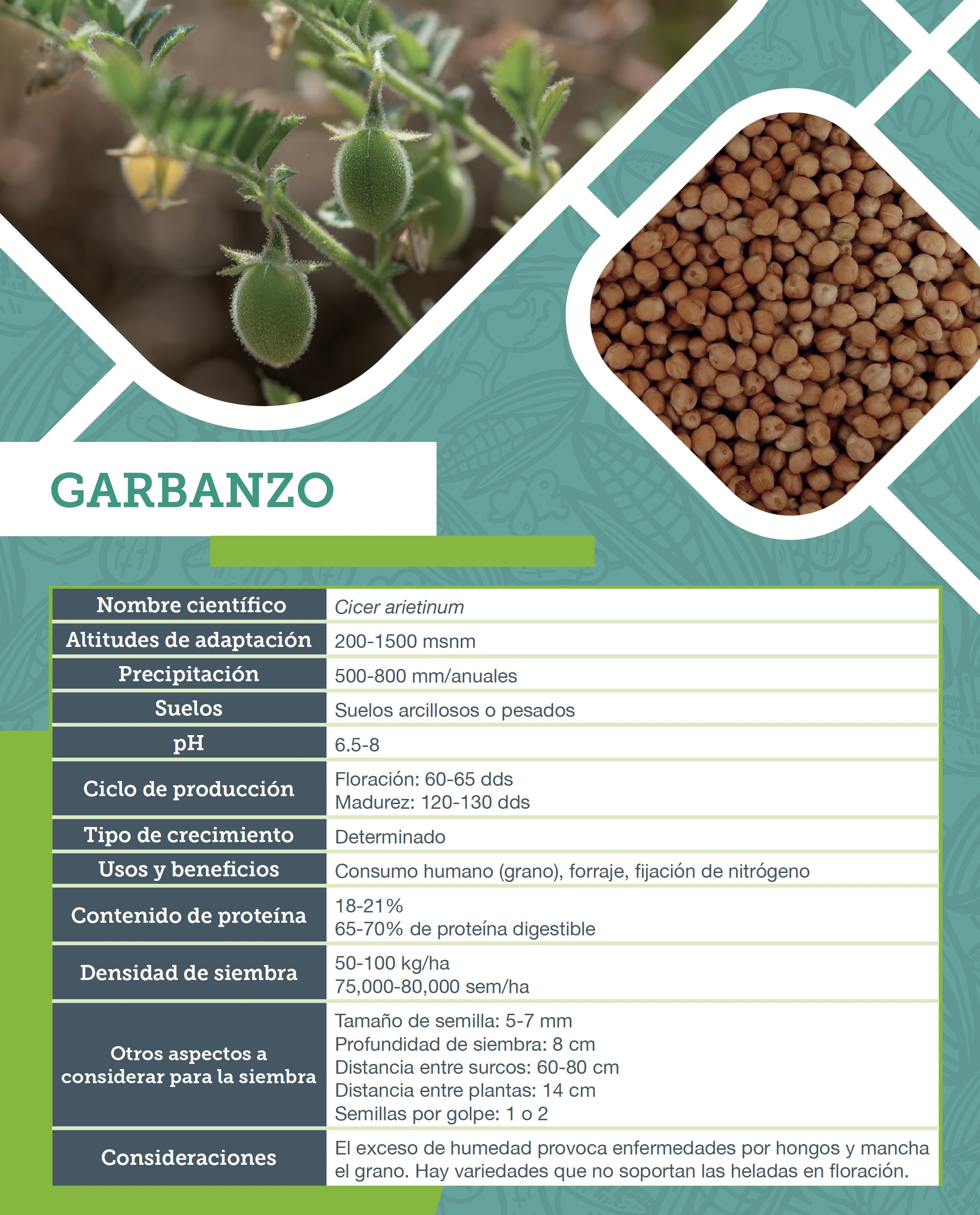 Garbanzo. Ficha agronómica. 