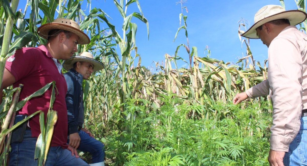 Investigadores y productores interactuando en la plataforma de investigación de Larráinzar, Chiapas. (Foto: Fernando Morales / CIMMYT)