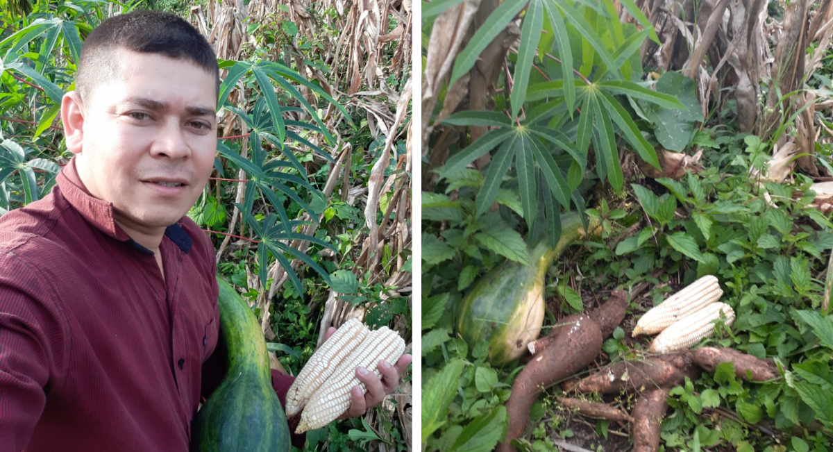El técnico Ronix Madariaga muestra su parcela con asociación de cultivos en el InnovaHub Oriente de Honduras. (Foto: Ronix Madariaga)