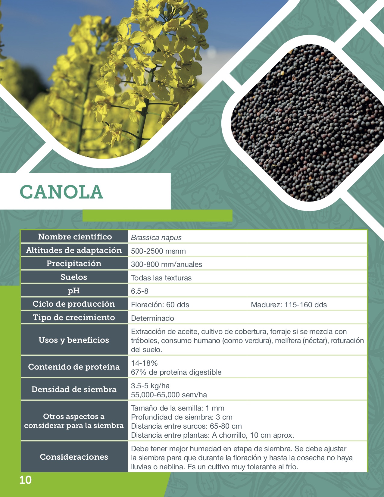 Canola. Ficha agronómica.