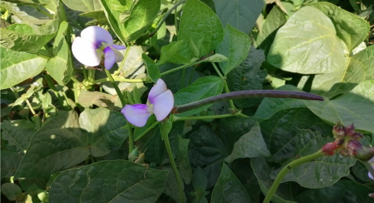 Cultivo de caupí en parcela de productores de Oaxaca. (Foto: Hub Pacífico Sur-CIMMYT)