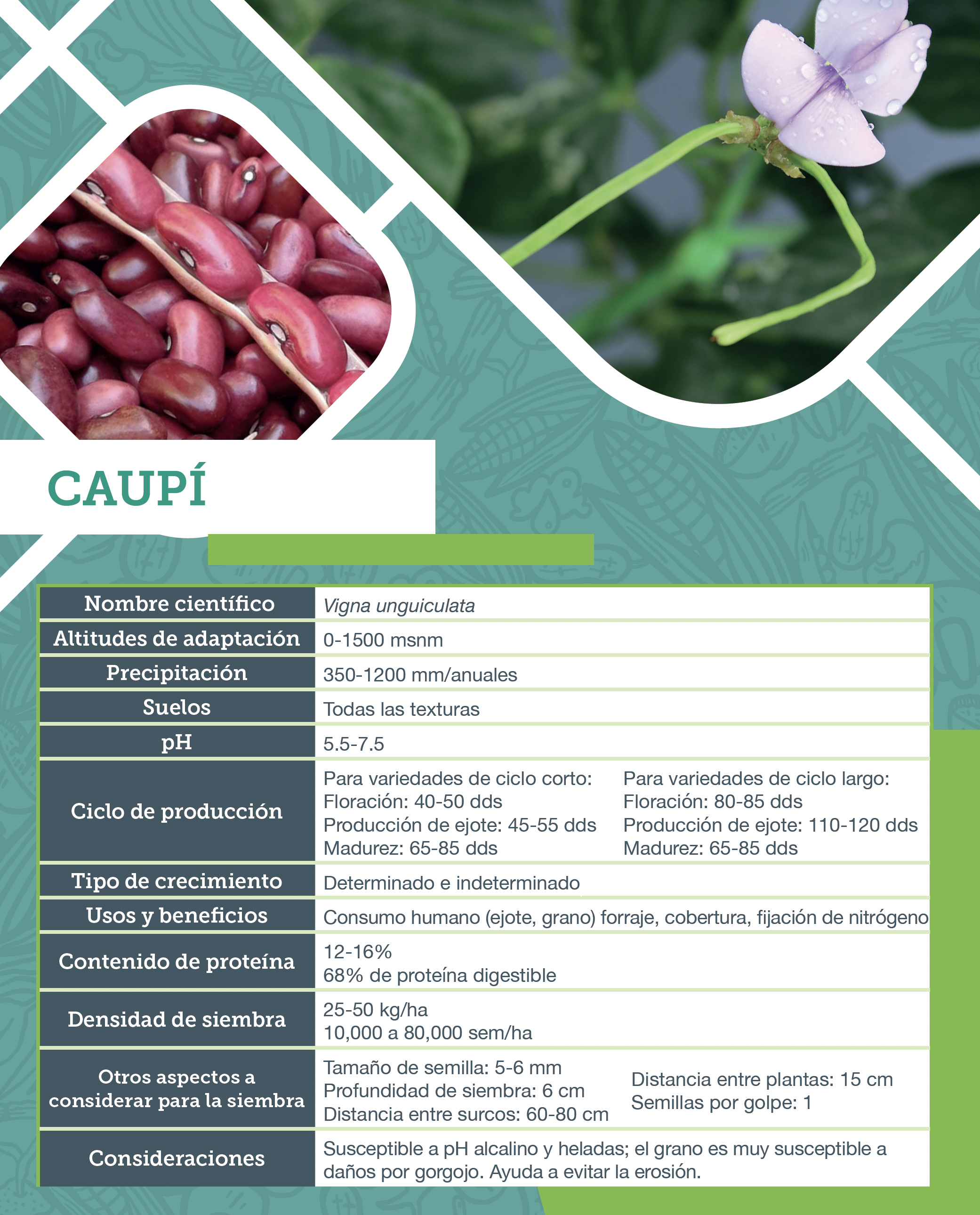 Caupí. Ficha agronómica. 