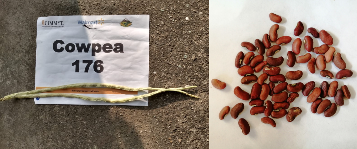 Vaina y semillas de caupí obtenidas en parcelas de productores innovadores que participan en el proyecto de Walmart Foundation y el CIMMYT en Oaxaca, México. (Foto: Hub Pacífico Sur-CIMMYT)