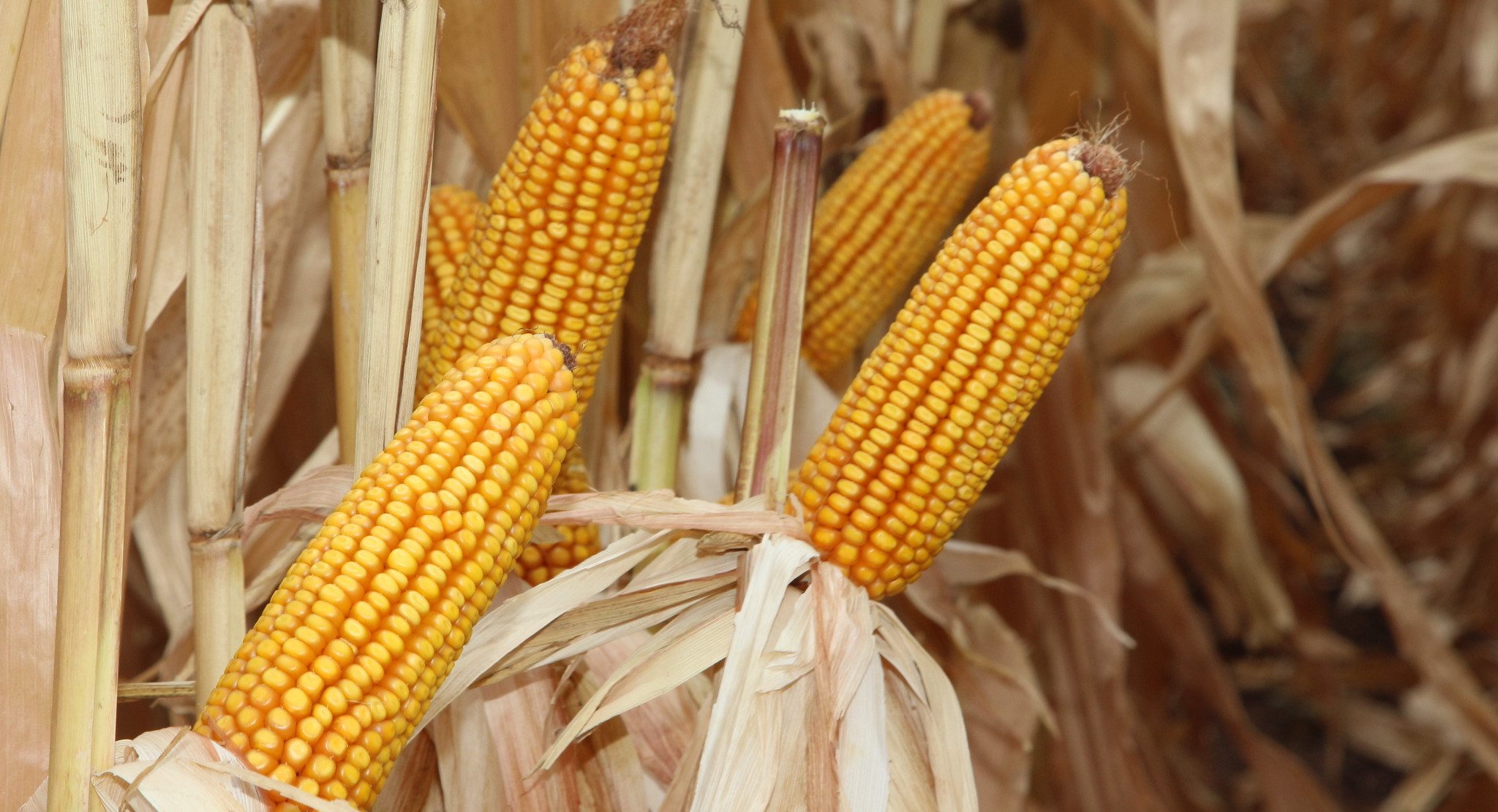 Cultivo de maíz con prácticas promovidas por el proyecto Apoyo al Abastecimiento Responsable en México. (Foto: CIMMYT)