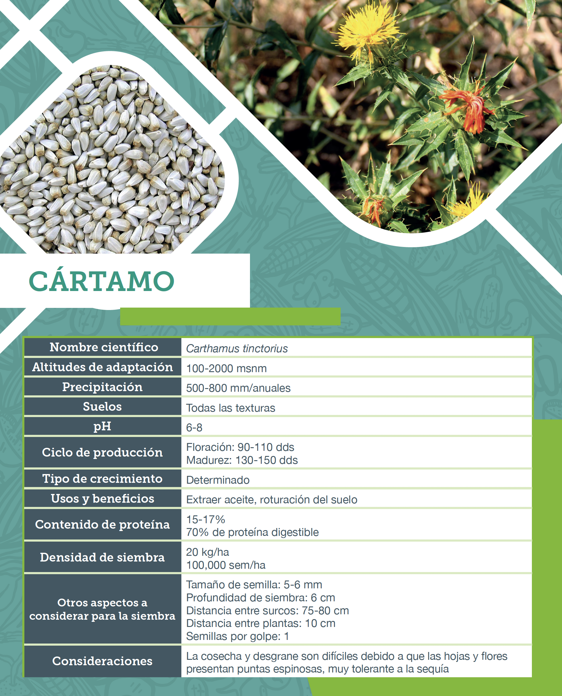 Cártamo. Ficha agronómica. 