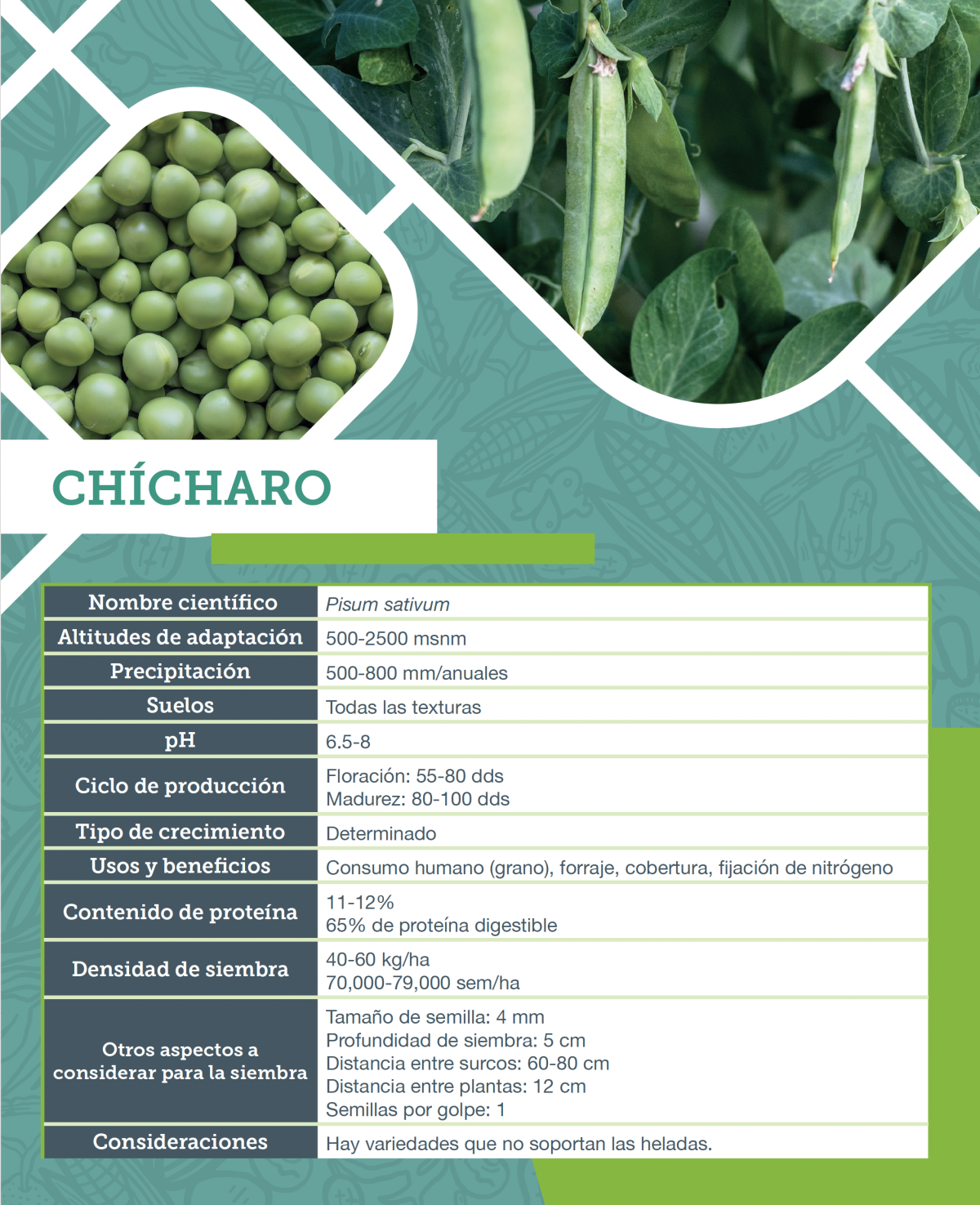 Chícharo. Ficha agronómica. 