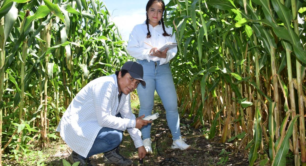 Estudiantes de agronomía desarrollando proyectos de investigación en la plataforma de investigación Villacorzo, en Chiapas, México. (Foto: Fernando Morales / CIMMYT)
