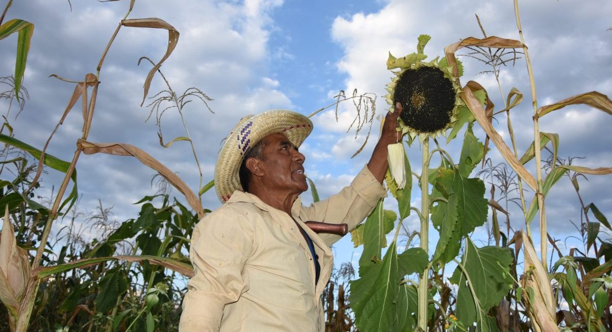 Don Jacobo Benítez, productor de San Miguel Tlanichico, Oaxaca, México. (Foto: Francisco Alarcón / CIMMYT)