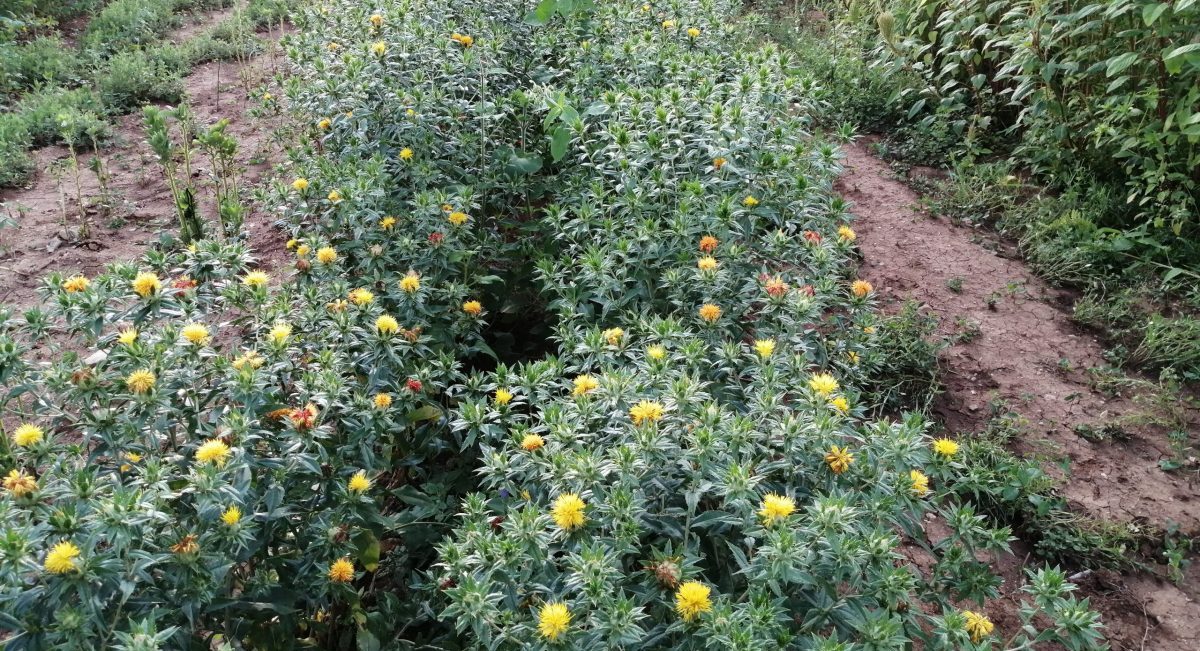 Cultivo de cártamo en Magdalena Apasco, Valles Centrales, Oaxaca. (Foto: Hub Pacífico Sur-CIMMYT)