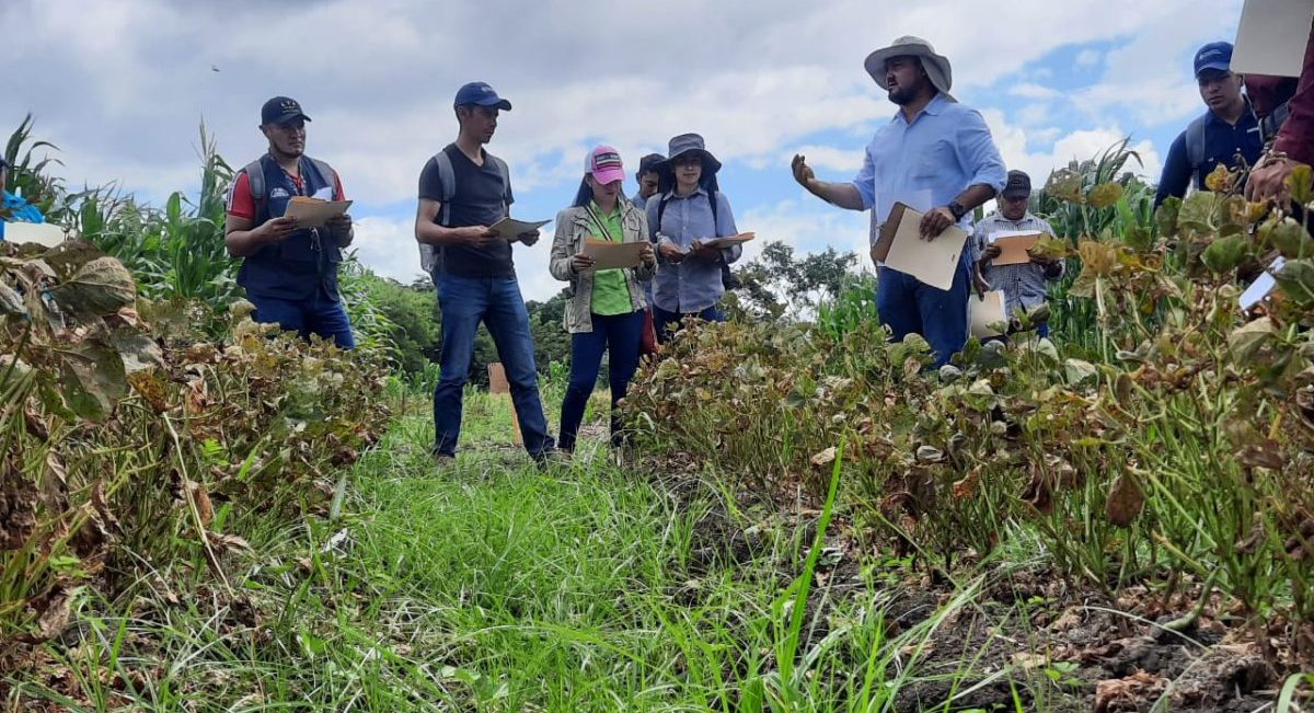 Día de campo en el InnovaHub Oriente de Honduras. (Foto: Olvine Amador)