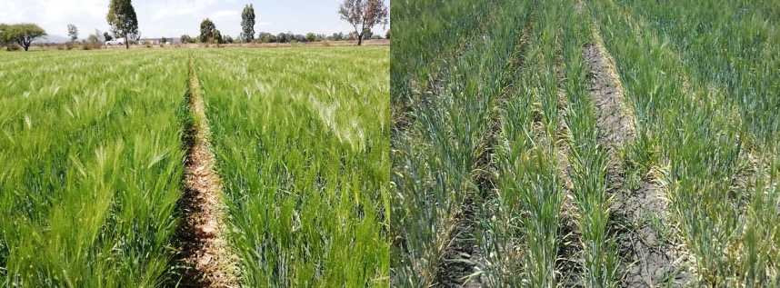 Desarrollo del cultivo al 21 de marzo de 2018 (77 DDS), camas permanentes con 100% rastrojo (izquierda) y tratamiento de labranza convencional (derecha). (Foto: CIMMYT)