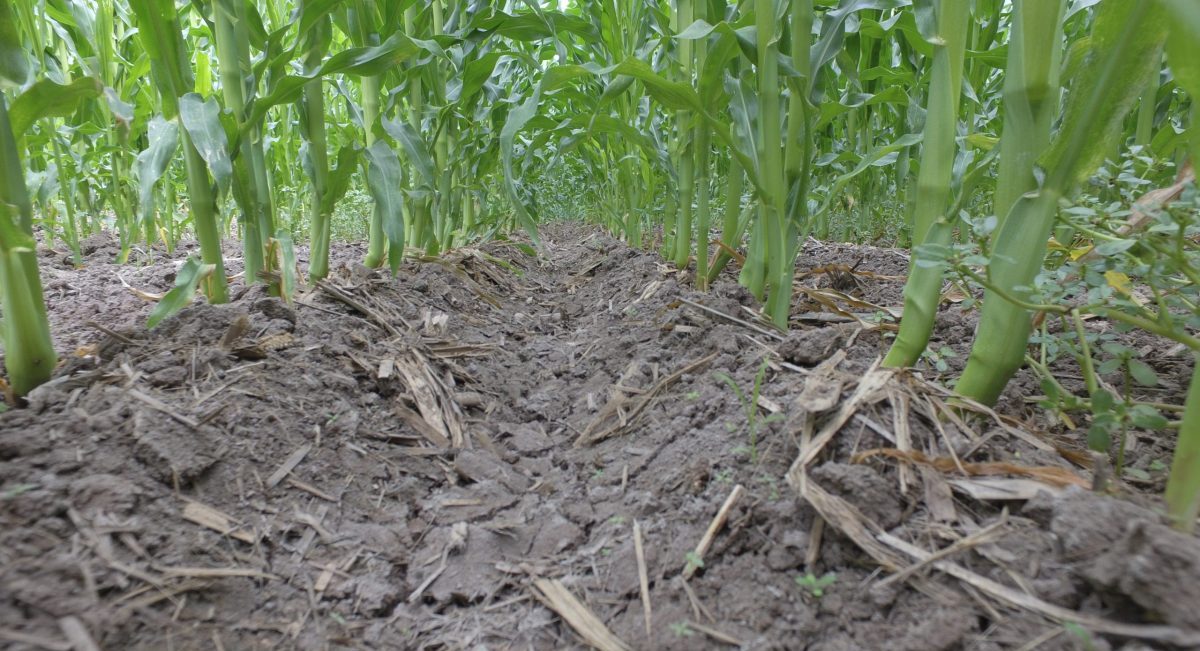 Maíz cultivado con mínima labranza y aprovechando los residuos de cosecha como cobertura del suelo. (Foto: CIMMYT)