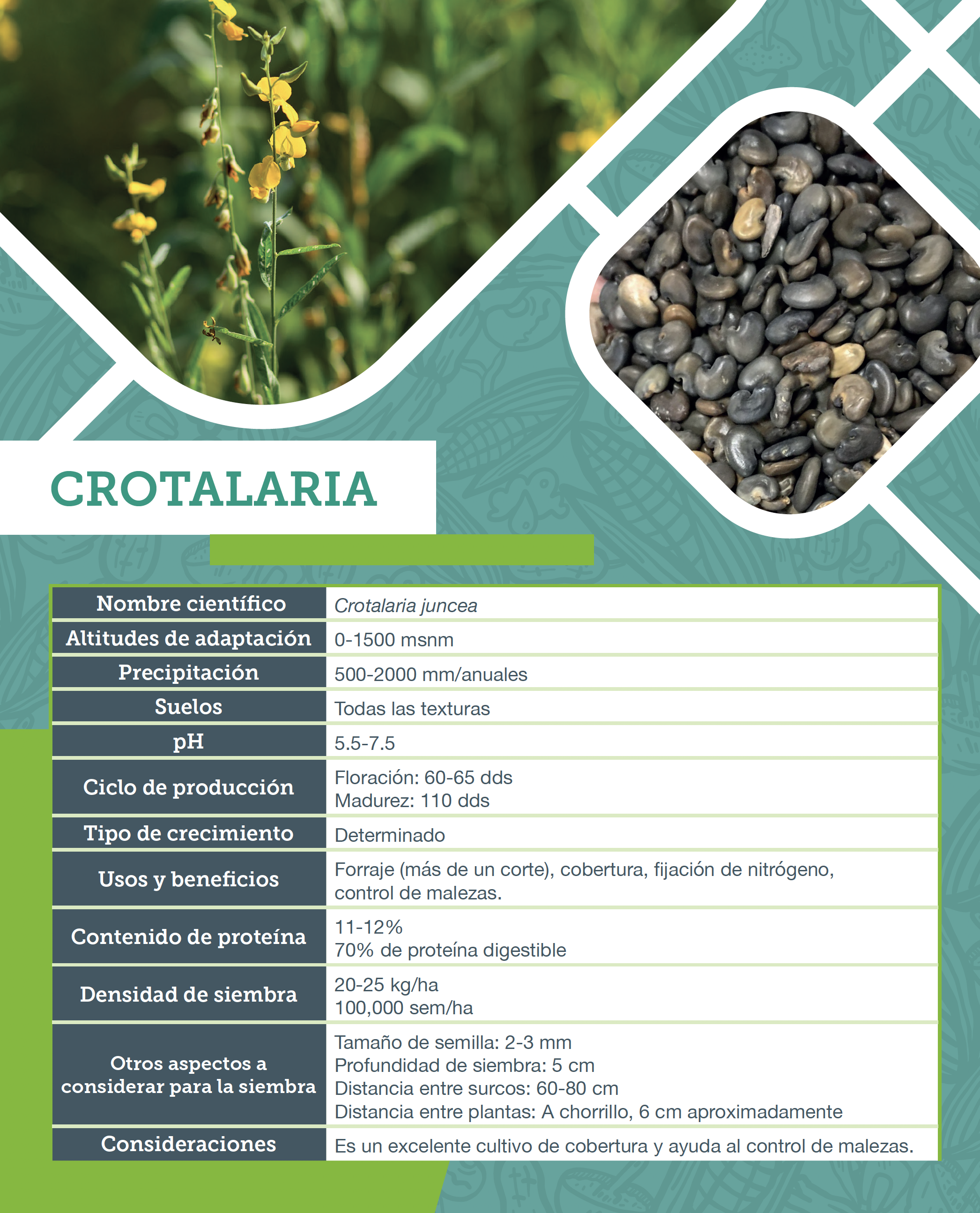 Crotalaria. Ficha agronómica. 