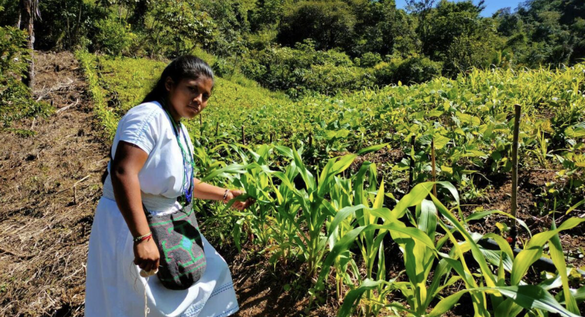 Sistema tradicional del cultivo de frijol y maíz en comunidades indígenas en Valledupar, Cesar, Colombia, en diciembre de 2022. (Foto: Adriana Tofiño / Agrosavia)