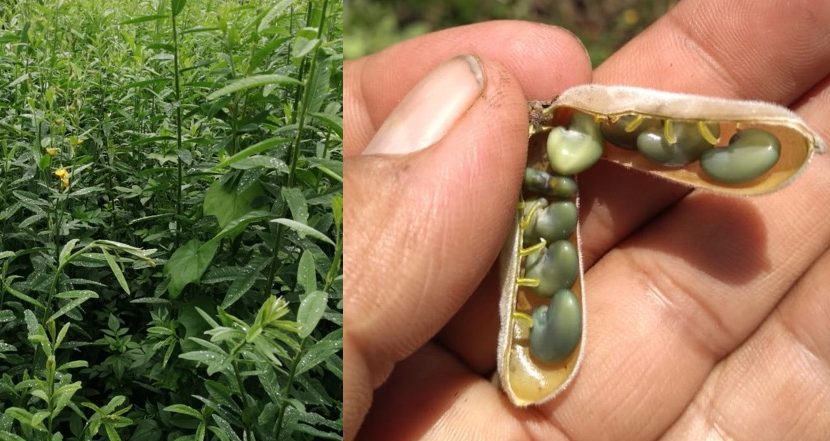 Cultivo de crotalaria en Oaxaca, México. (Foto: hub Pacífico Sur-CIMMYT)