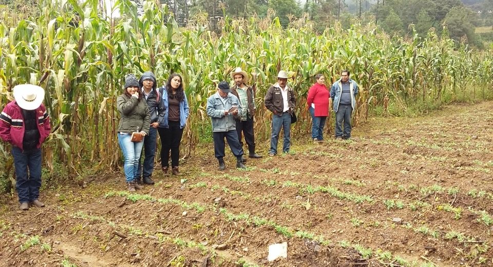 Evento mostrando el establecimiento de arvejón como cultivo invernal. 22 de octubre de 2016. (Foto: URPROCT)