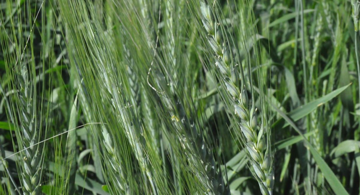 Plantas de trigo cultivadas con agricultura de conservación. (Foto: CIMMYT)