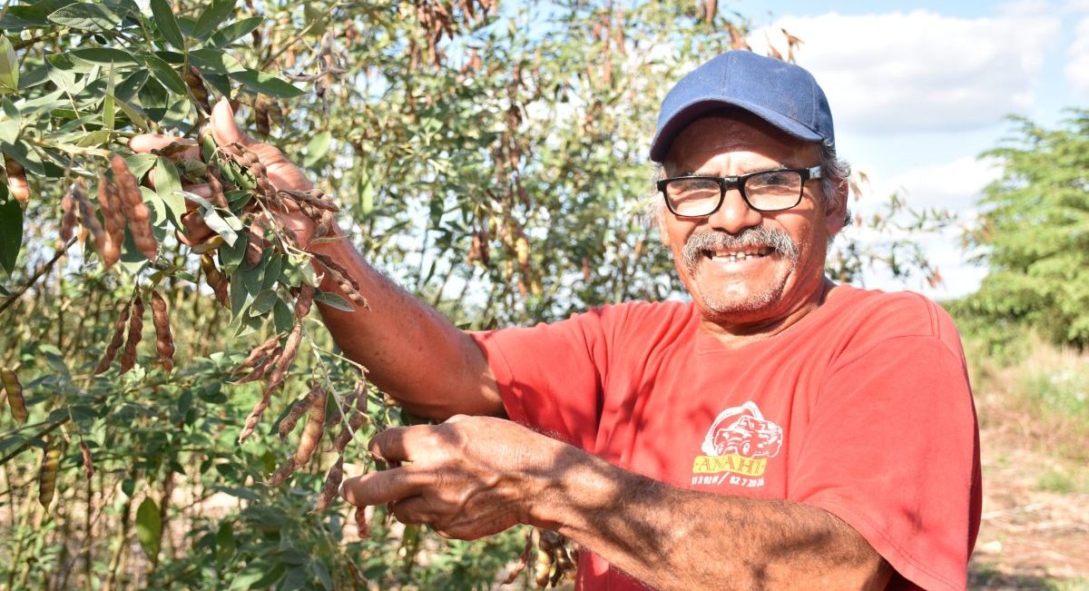 Productor de Campeche muestra su cultivo de chícharo gandul. (Foto: Fernando Morales / CIMMYT)