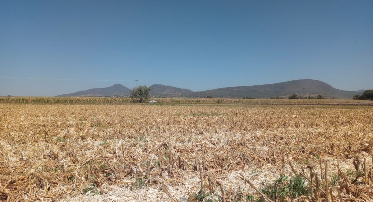 Parcela del Bajío mexicano donde se aprovecha el rastrojo como cobertura del suelo. (Foto: Hub Bajío-CIMMYT)