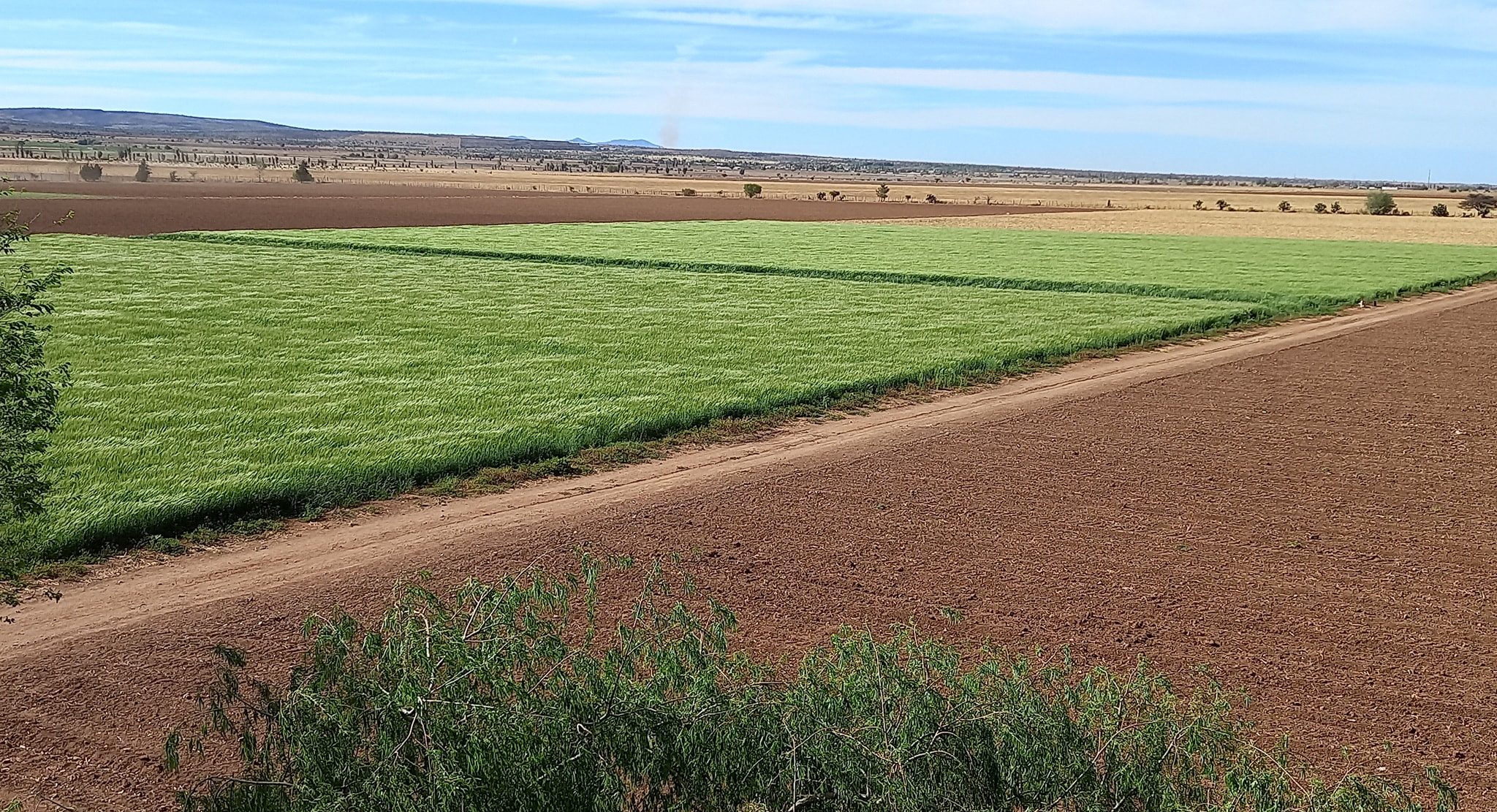 Parcelas de productores zacatecanos que participan en Aguas Firmes. (Foto: Aguas Firmes)