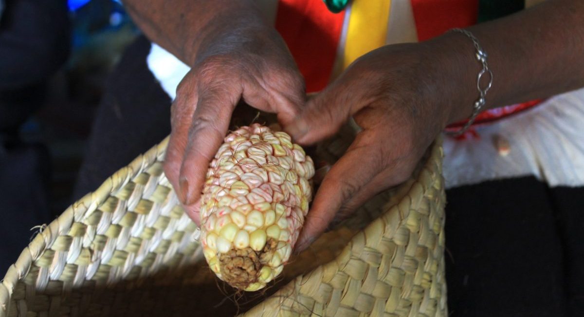 Productora de Santa María Teopoxco, Oaxaca, desgranando maíz. (Foto: CIMMYT)