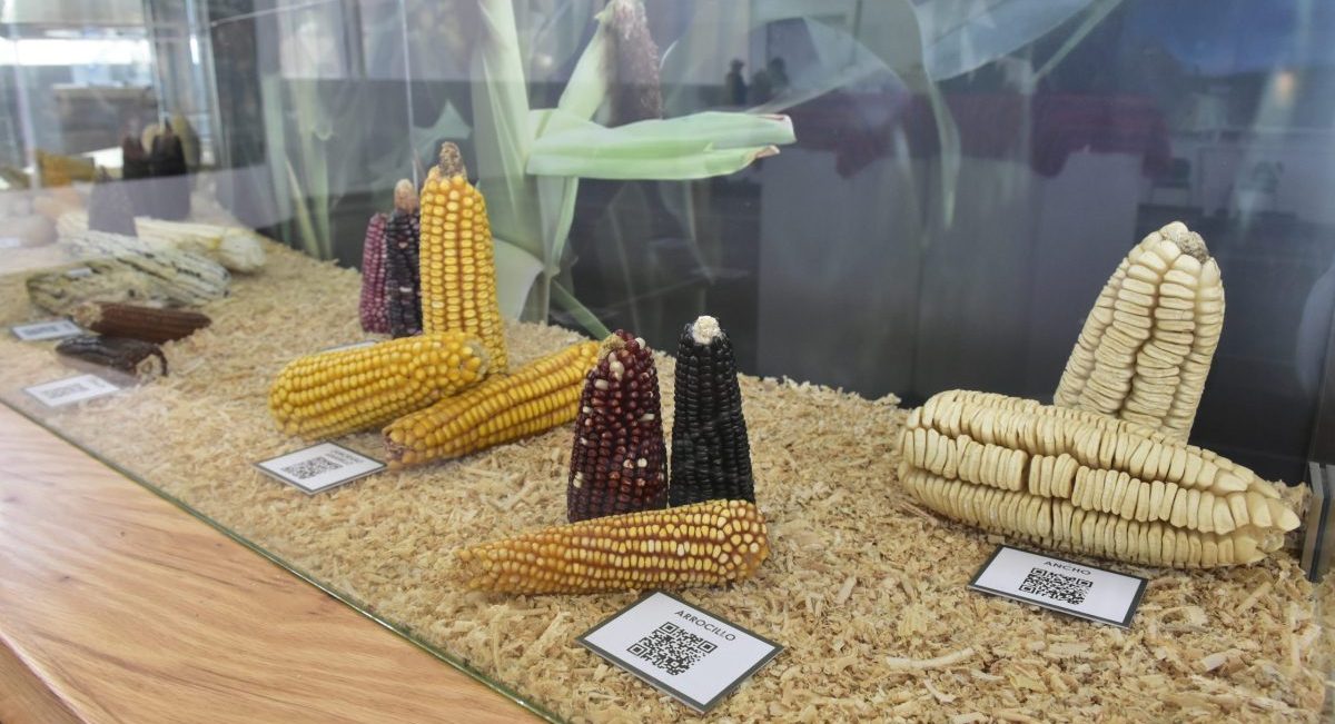 Ejemplares de maíces nativos del Banco de Germoplasma de CIMMYT exhibidos en la exposión El Oro Ancestral. (Foto: Fernando Morales / CIMMYT)