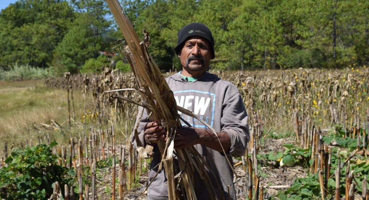 Don Abundio, productor de Oaxaca, muestra el rastrojo que usa como cobertura en su parcela, práctica que se ha validado en plataformas de investigación en el marco de la metodología del Hub. (Foto: Fernando Morales / CIMMYT)