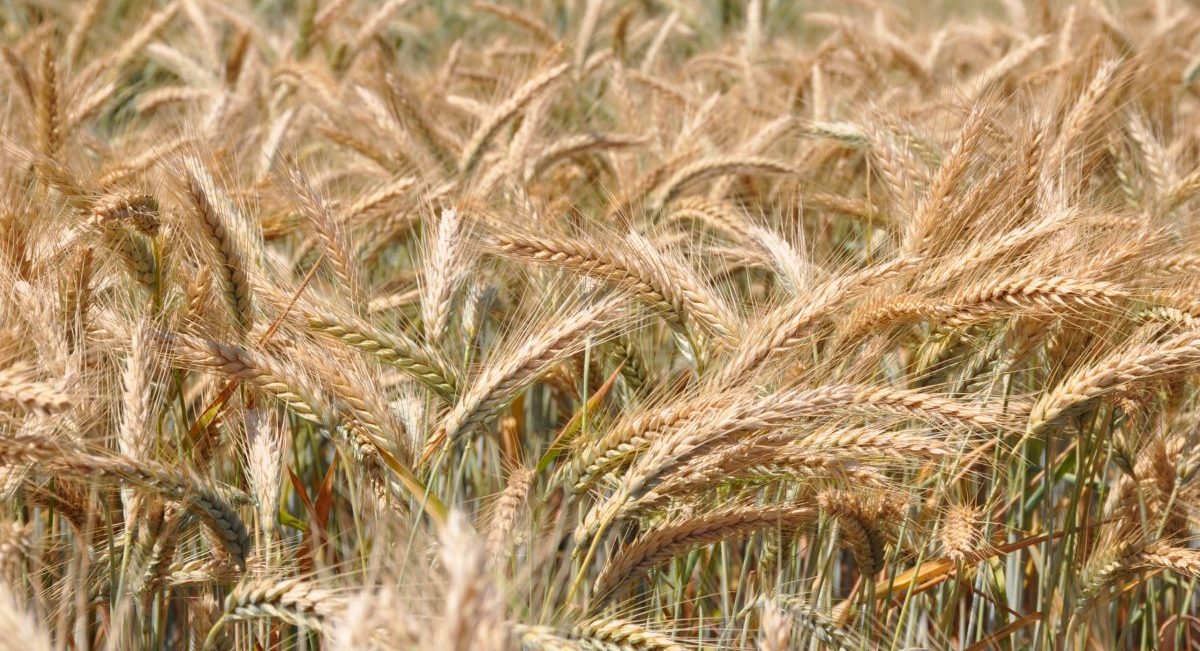 Cultivo de trigo con agricultura de conservación en plataforma de investigación de CIMMYT. (Foto: Fernando Morales / CIMMYT)