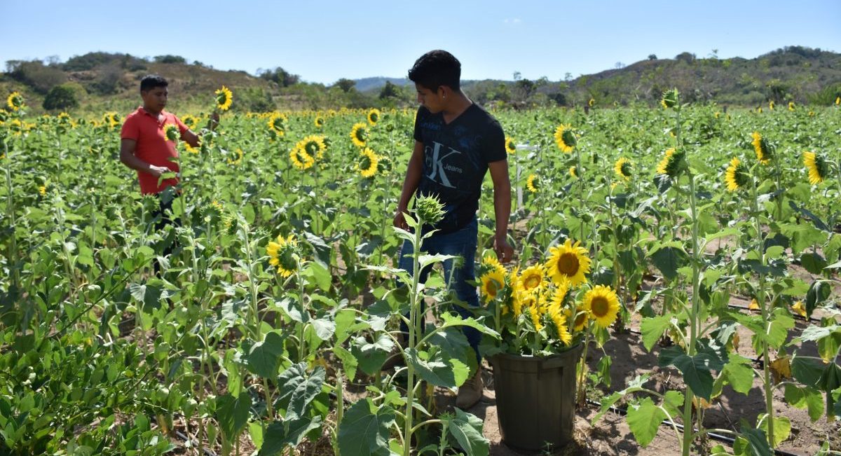 Cultivo de girasoles en la región de La Costa de Oaxaca. (Foto: Fernando Morales / CIMMYT)