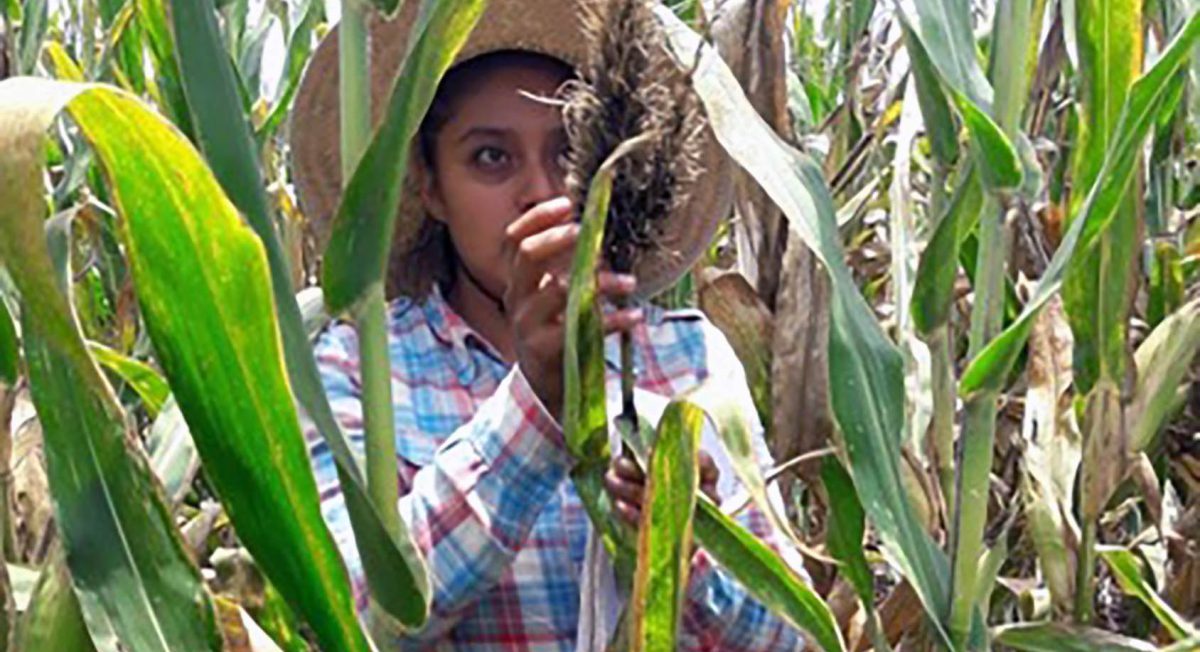 Técnica de campo identificando la incidencia de carbón de la espiga en maíces híbridos cultivados en la plataforma de investigación Mixquiahuala, Hidalgo. (Foto: CIMMYT)