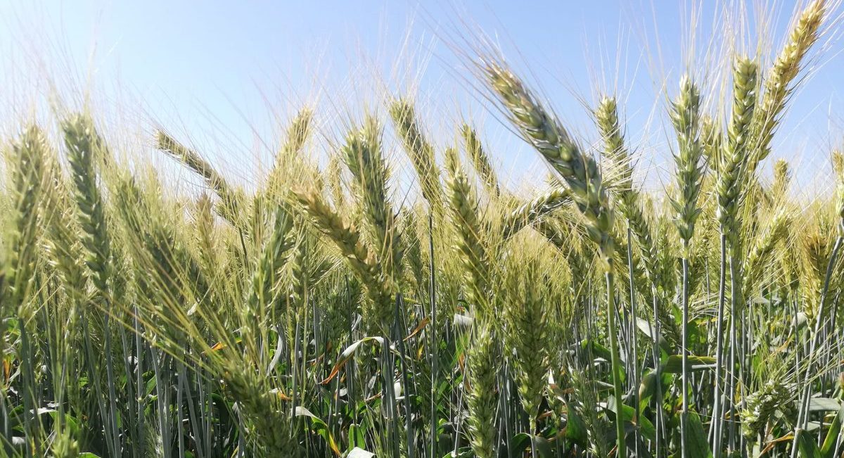 Trigo cultivado con agricultura de conservación en Sonora, México. (Foto: Hub Pacífico Norte-CIMMYT)