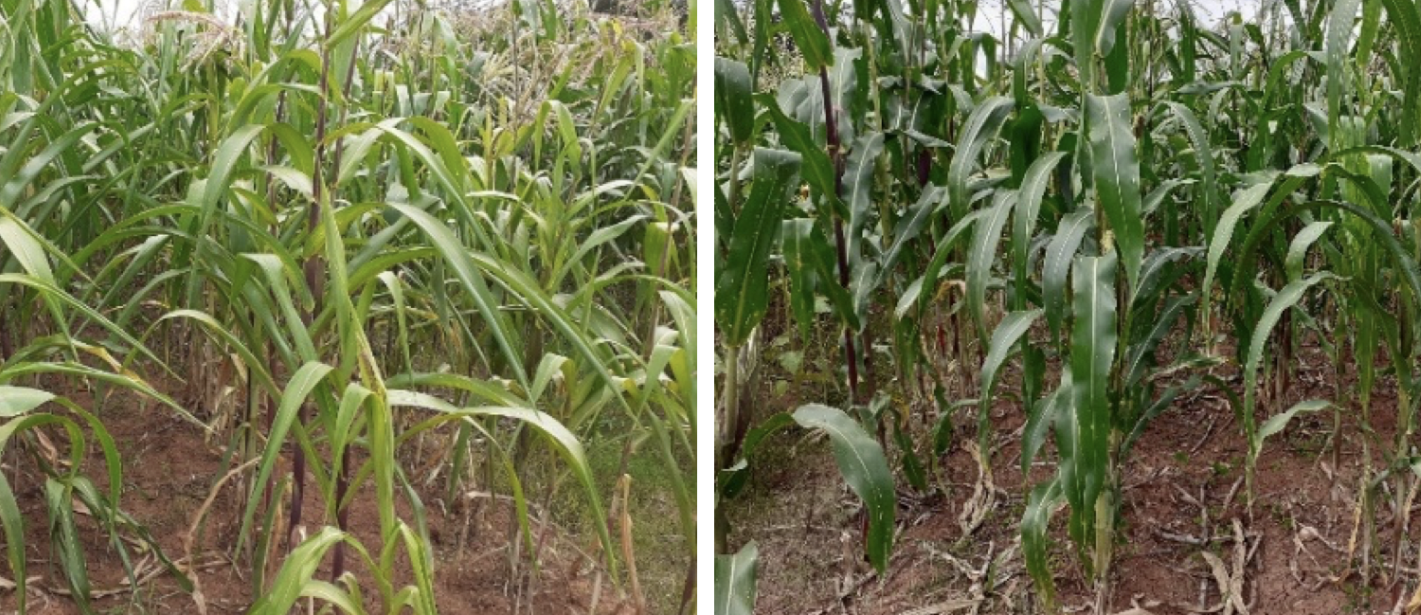 Efecto de la sequía en maíz bajo dos sistemas de labranza en temporal. Labranza convencional sin residuos (Izquierda), labranza mínima con residuos (Derecha). Yanhuitlán, Oax. PV-2019. (Foto: Leodegario Osorio)