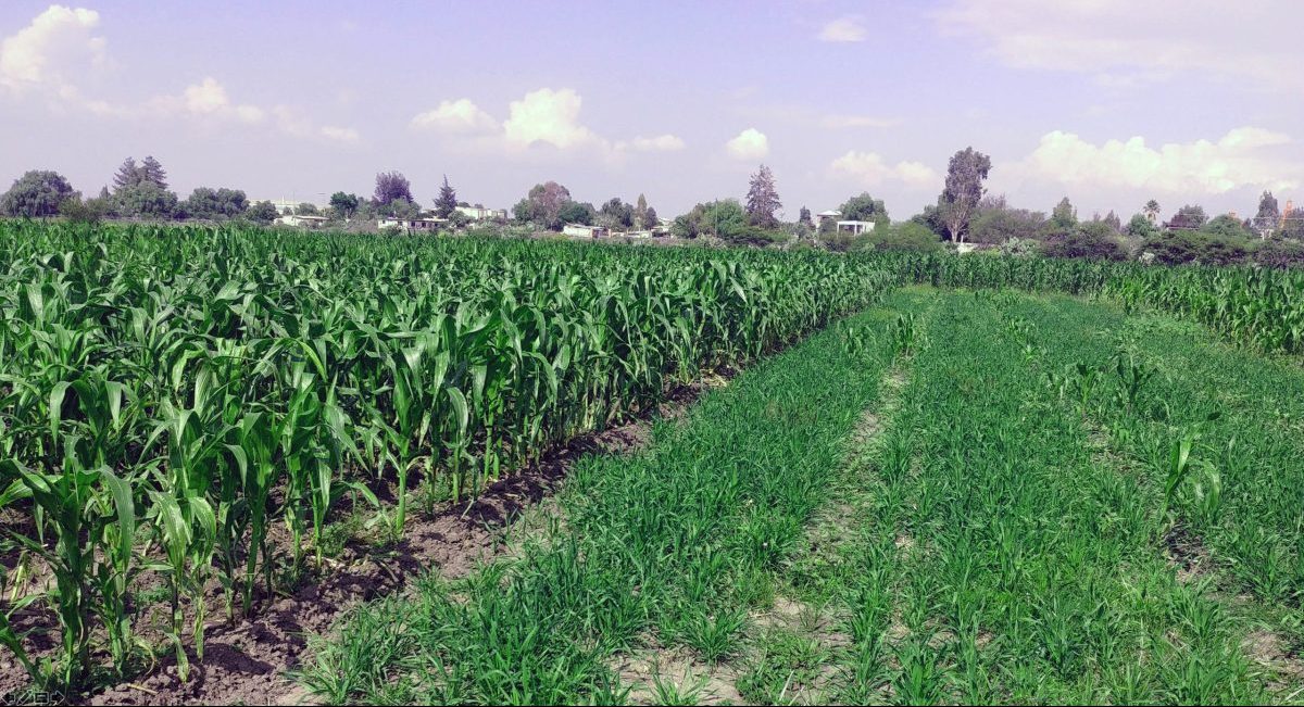 Cultivo de maíz híbrido bajo agricultura de conservación (izquierda); cultivo de triticale+ebo como rotación después de maíz (derecha), en la plataforma de investigación Huichapan. (Foto: Raúl Olvera)