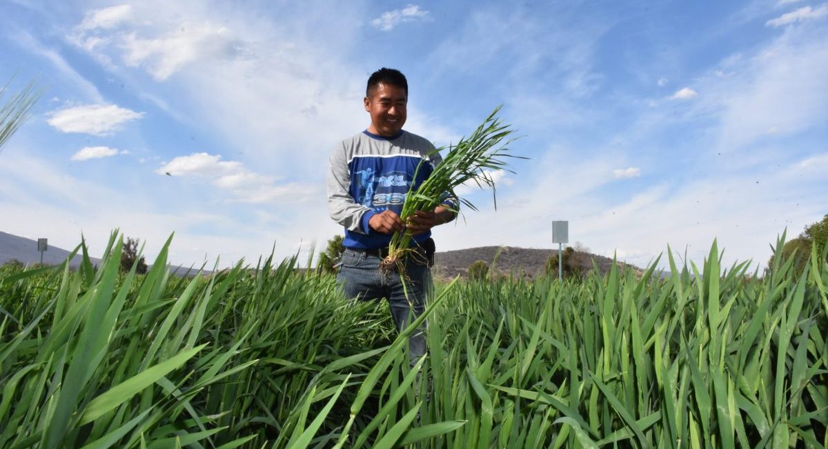 Productor de cebada participante en el proyecto Cultivando un México Mejor. (Foto: CIMMYT)