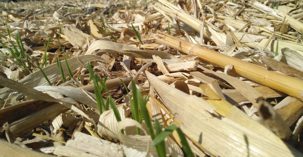 Parcela participante en el proyecto Agriba Sustentable en el Bajío mexicano. (Foto: Hub Bajío-CVIMMYT)