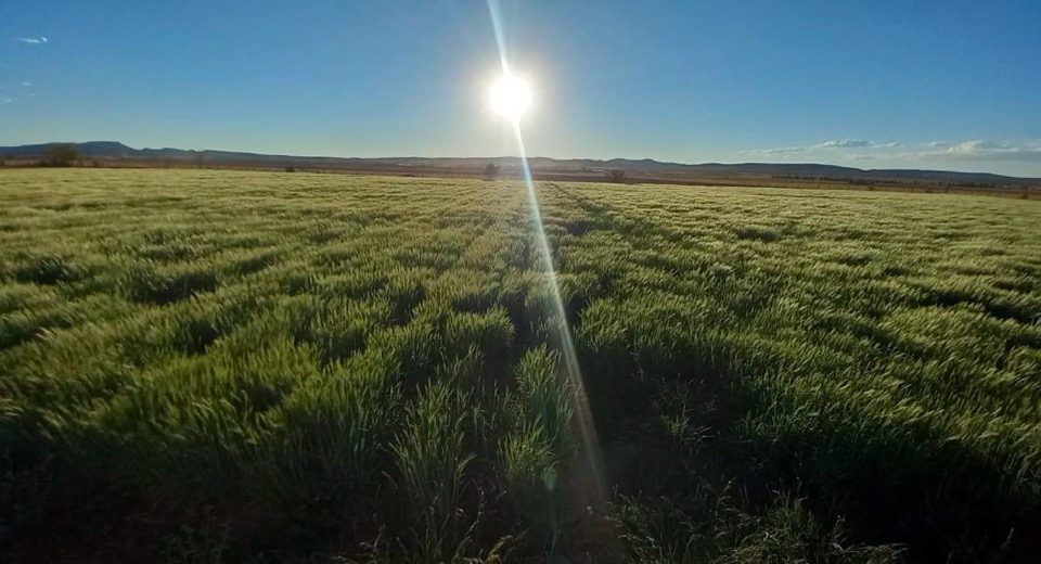 Cultivo de cebada en Calera, Zacatecas, México. (Foto: Hub Intermedio-CIMMYT)