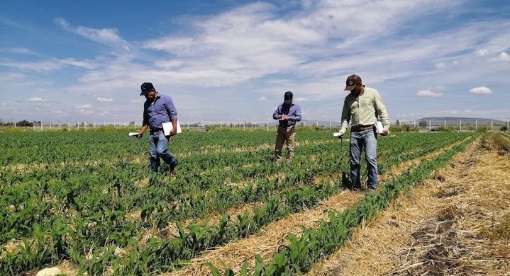 Uso de sensores ópticos para la determinación de dosis de nitrógeno. (Foto: Hub Bajío / CIMMYT)