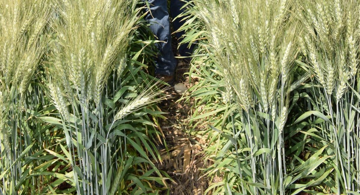 Manejo de residuos en cultivo de trigo. (Foto: CIMMYT)