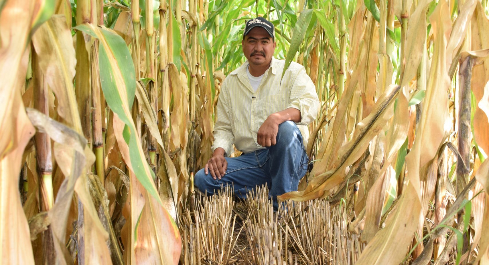 Parcela de productor cooperante donde se siembra sobre rastrojo. (Foto: CIMMYT)