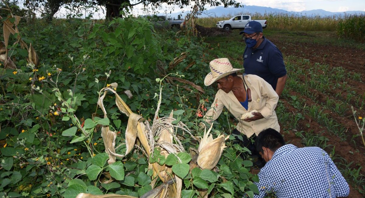 Acompañamiento técnico en áreas de extensión en Oaxaca, México, brindado por el equipo del Hub Pacífico Sur del CIMMYT. (Foto: Francisco Alarcón / CIMMYT)