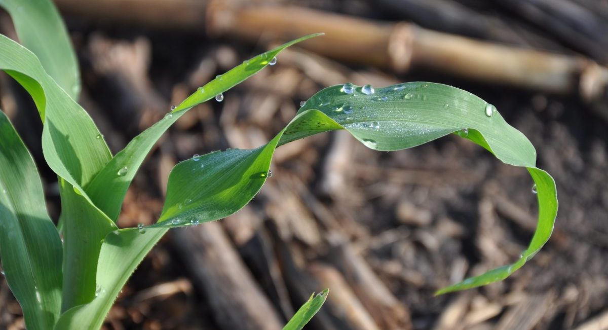 Detalle de una planta de maíz que se desarrolla en un suelo con rastrojo como cobertura. (Foto: Fernando Morales / CIMMYT)