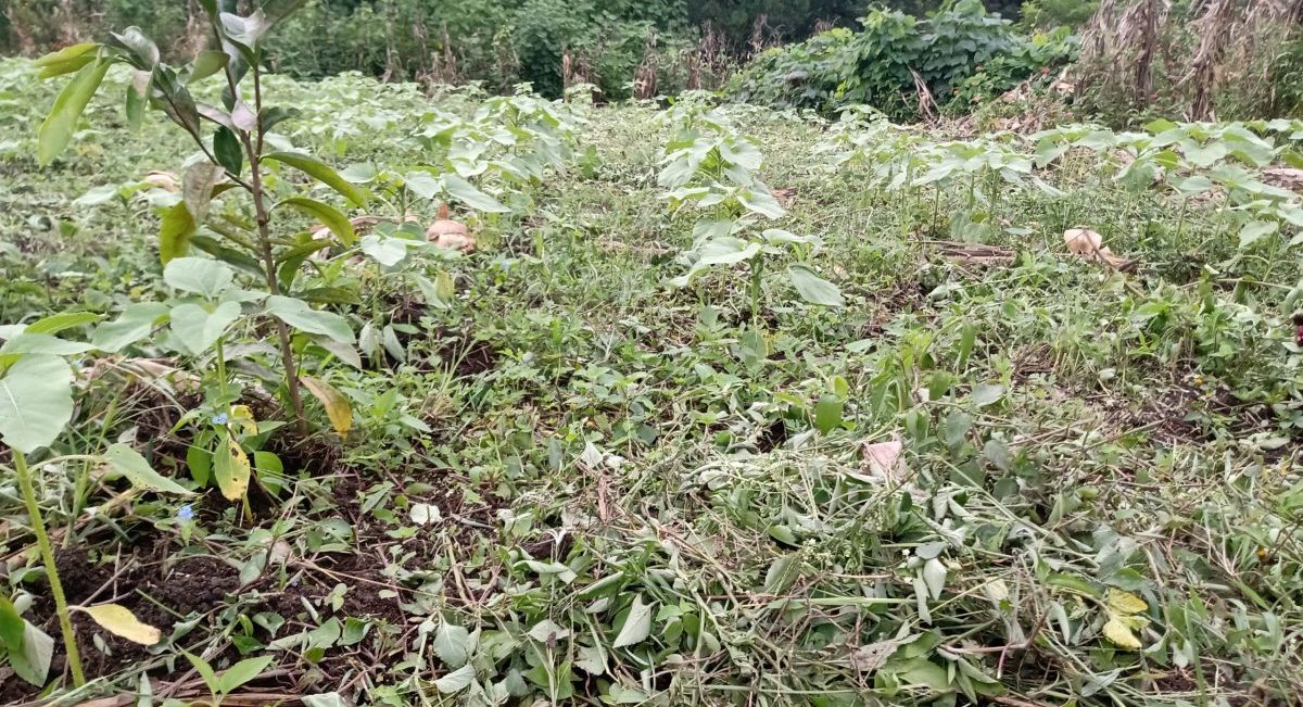 Parcela en Chiapas donde se han implementado prácticas sustentables. (Foto: García, Ramírez y Meentzen / CIMMYT)