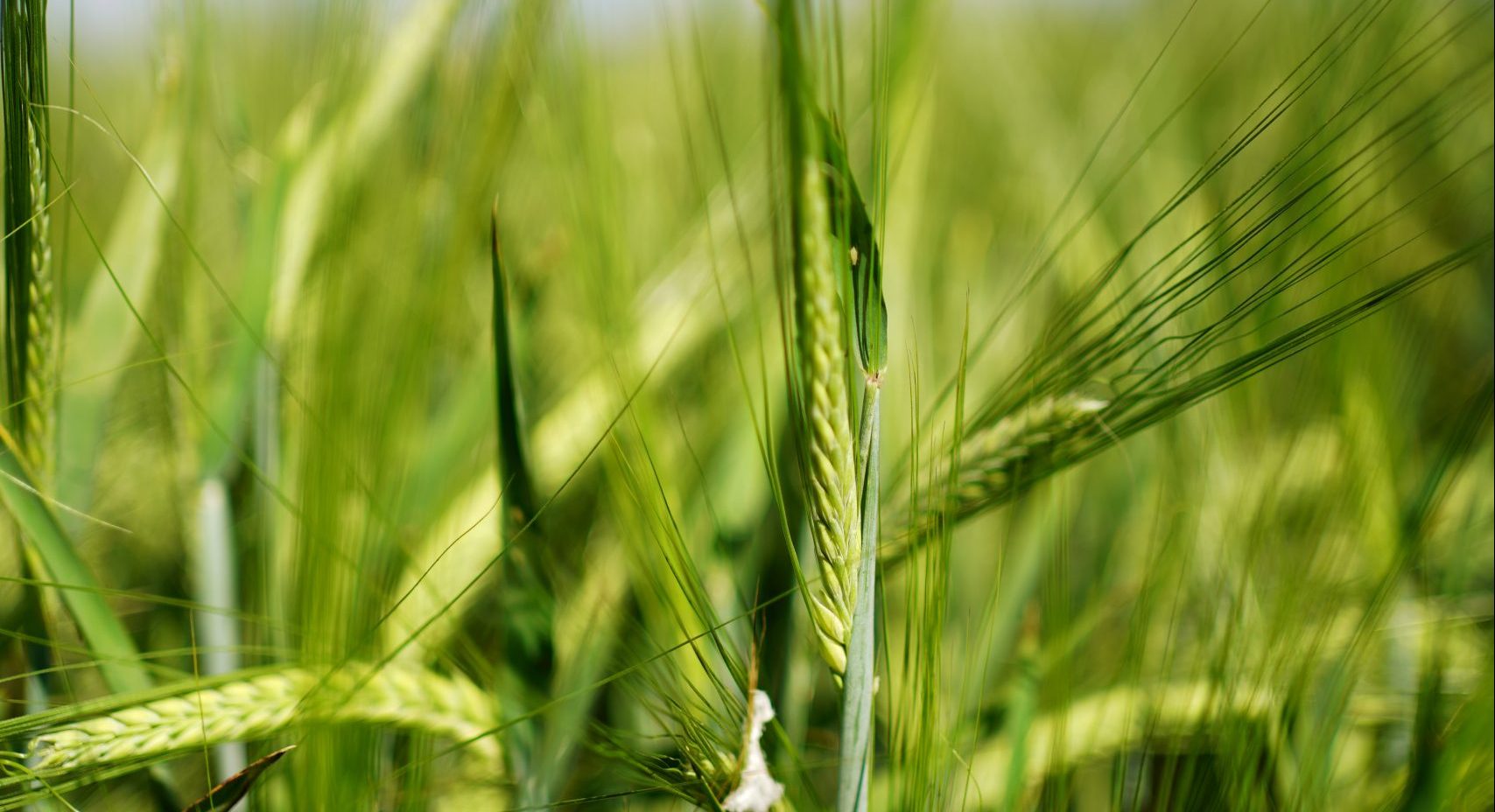 Detalle de una planta de cebada. (Foto: CIMMYT)