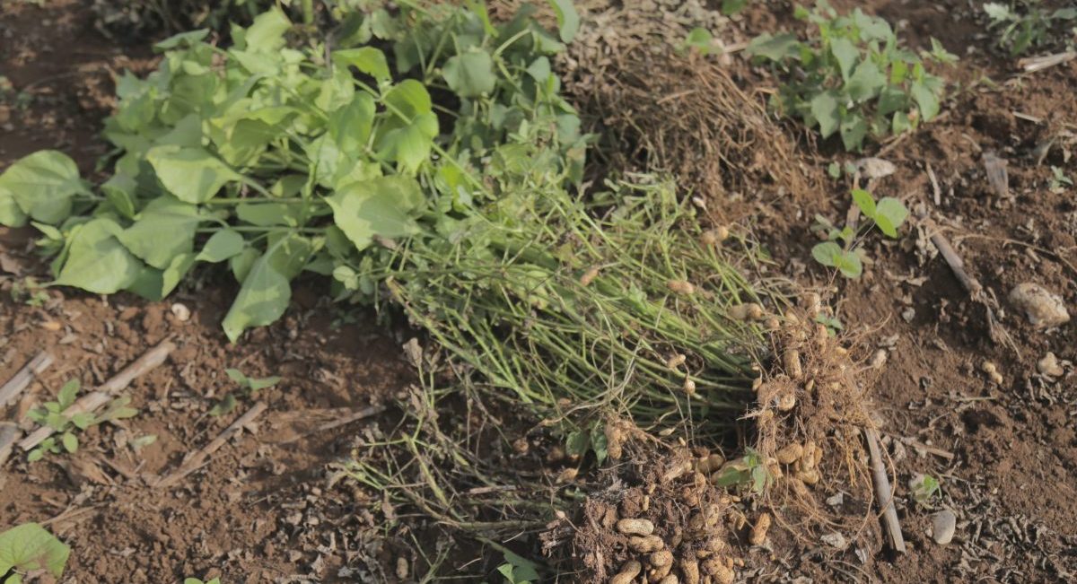 Cultivo de cacahuate. Detalle. (Foto: CIMMYT)