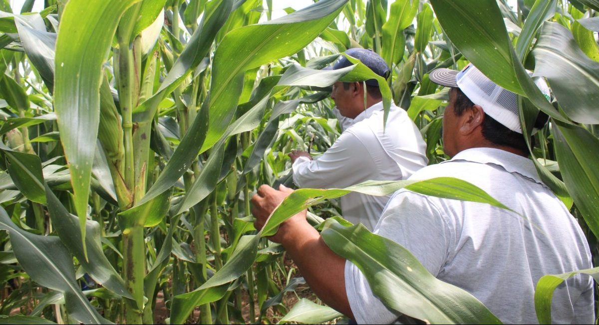 Recorrido por parcela de Chiapas donde se han implementado innovaciones sustentables. (Foto: Fernando Morales / CIMMYT)