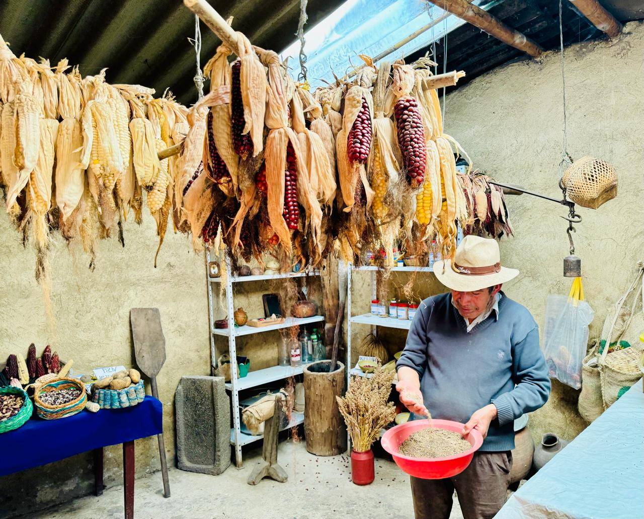 La selección, secado y almacenamiento adecuados son pasos fundamentales para conservar semillas viables y listas para su uso en los próximos ciclos agrícolas. (Foto: Jessica González/CIMMYT)