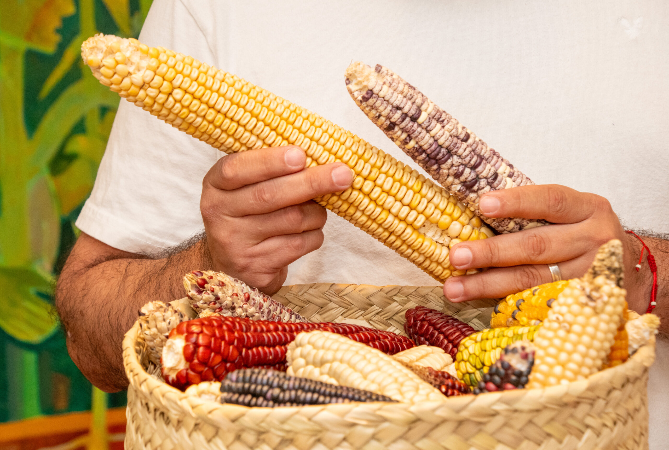 Diversidad de maíces nativos resguardados en el Banco de Germoplasma del CIMMYT, un patrimonio genético clave para la seguridad alimentaria y la adaptación al cambio climático. (Foto: Jenifer Morales/CIMMYT)