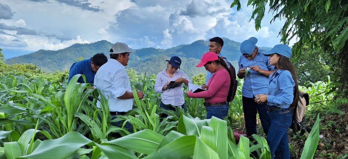 Capacitación en manejo agroecológico de plagas en el marco de los primeros trabajos del InnovaHub Occidente de Honduras. (Foto: Marlon Duron, InnovaHub Occidente)